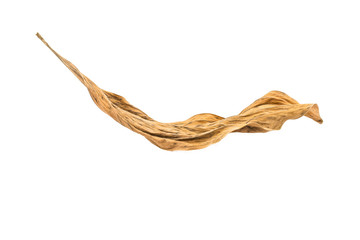 dry leaf on White background
