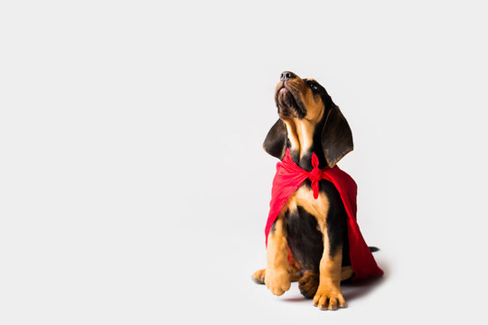 Superhero Dog in Red Cape