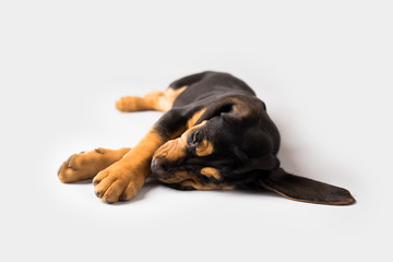 Bloodhound Puppy Dog on Isolated Background - obrazy, fototapety, plakaty