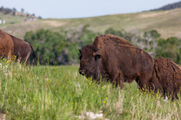 Bison Family on Prairie