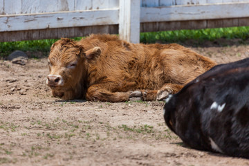 Baby Cow Laying in the Sunshine