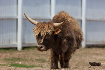 Hairy Cow with Horns