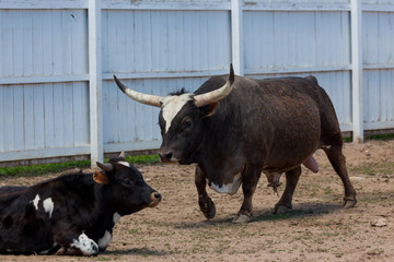 Texas Longhorn Bull and Cow