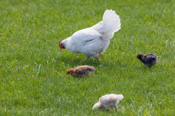 Mother Chicken with Babies