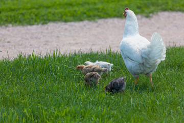 Mother Chicken With Babies