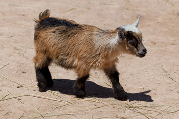 Baby Goat