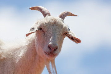 Closeup Goat Face