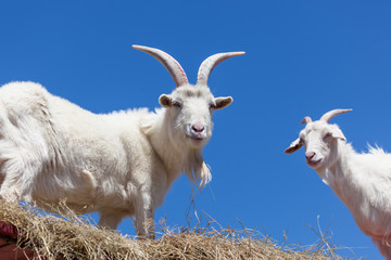 Fototapeta premium White Goats with Blue Sky