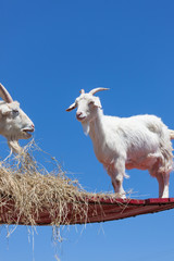 Daredevil Goats