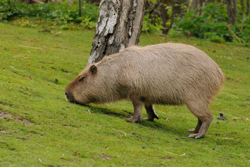 Capybara in zoo