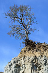 lone tree on cliff
