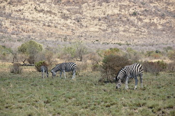 Fototapeta na wymiar Zebra at Pilanesberg National Park, North West Province, South Africa