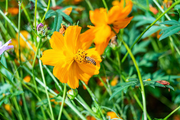 Spring bee collecting honey in the flower sea