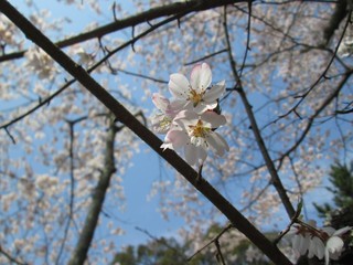 桜