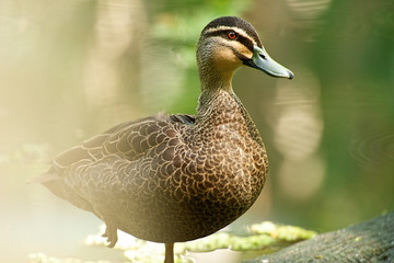 Wandering Whistling Duck