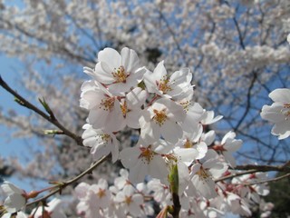 桜