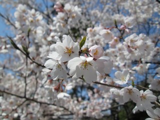 桜