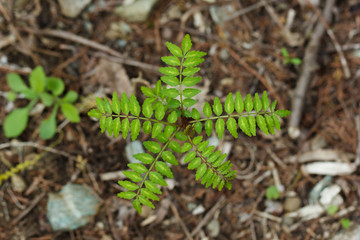 山椒の葉