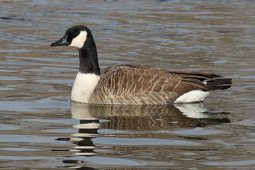 canada goose canadensis