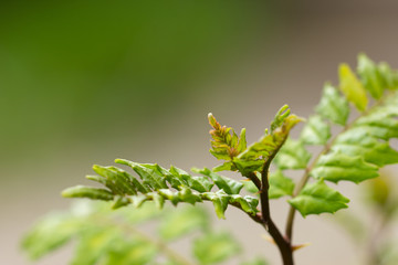 山椒の葉