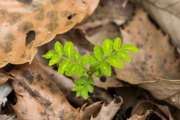 山椒の葉