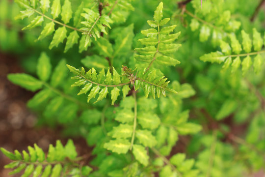 2 236 Best 山椒 Images Stock Photos Vectors Adobe Stock