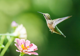 Hummingbird in flight over pink zinnia flower