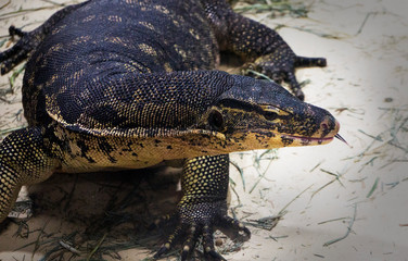 Obraz premium giant lizzard