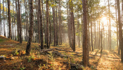 Obraz premium Pine forest with the last of the sun shining through the trees.