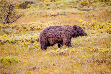 Mother Grizzly Denali National Park