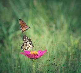 Butterfly In the garden