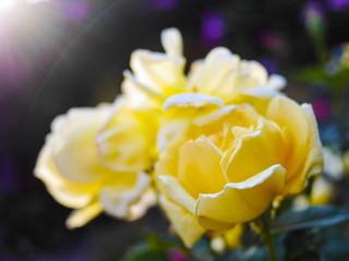 closeup of gorgeous yellow rose in garden with beam of sunshine