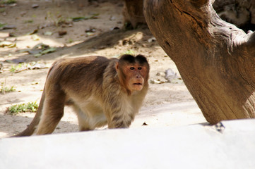 indian monkey