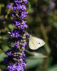 lavender flower field in the garden in summer day.