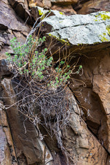 Bushes growing on bare rocks in the mountains of Altai