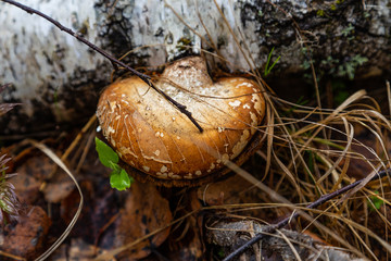 Brown mushroom in white spots grows on a fallen birch trunk in Altai
