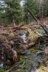 Fallen trees in the upper course of the river Small Yaloman in Altai