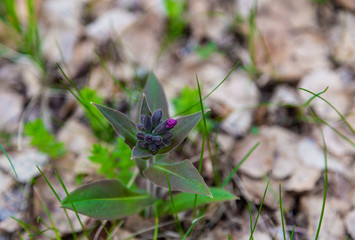 The flower buds in Altai barely starting to bloom
