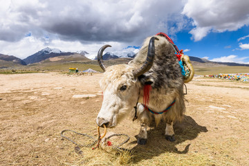 Yak with colorful and ethnic saddle at a view platform on the east of the Nyenchen Tanglha...
