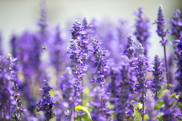 Obraz premium Victoria Blue Salvia kwiaty w ogrodzie