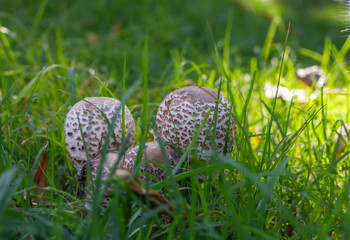 mushrooms