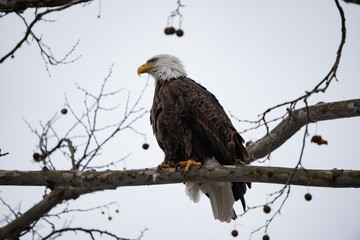 Eagle of Atalanta 2