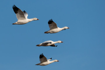Snow geese (Chen caerulescens) against blue sky background