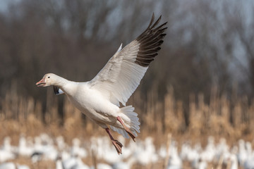 Snow goose (Chen caerulescens) coming in for a landing.