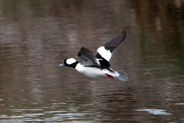 Bufflehead 1