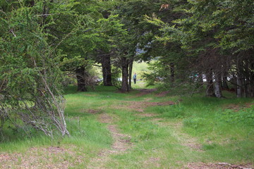 Patagonia, Chile, sur, austral, lago verde,camino, campo, carretera austral, viaje, vacaciones, descanso, naturaleza.,  paisaje, rural.