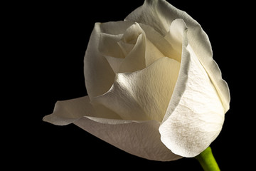 Single White Rose flower Isolated on Black Background