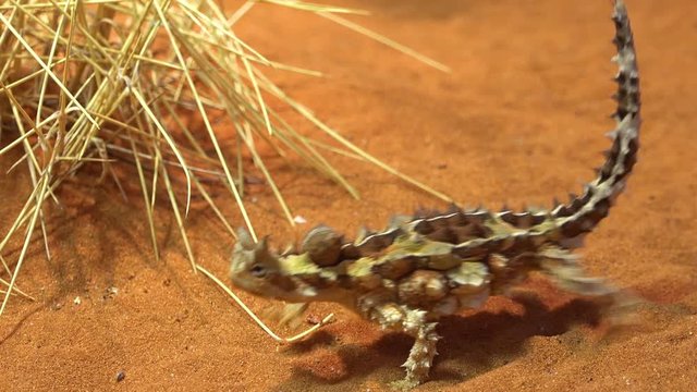 An Australian thorn devil spiky creature in desert sand.