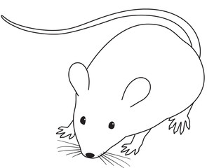 ハツカネズミ　モノクロ