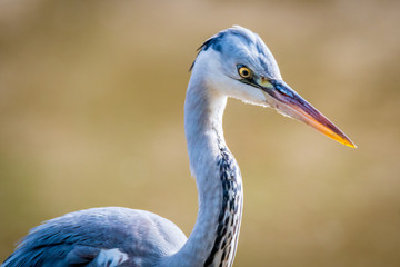 Isolated grey heron portrait in the wild- Israel